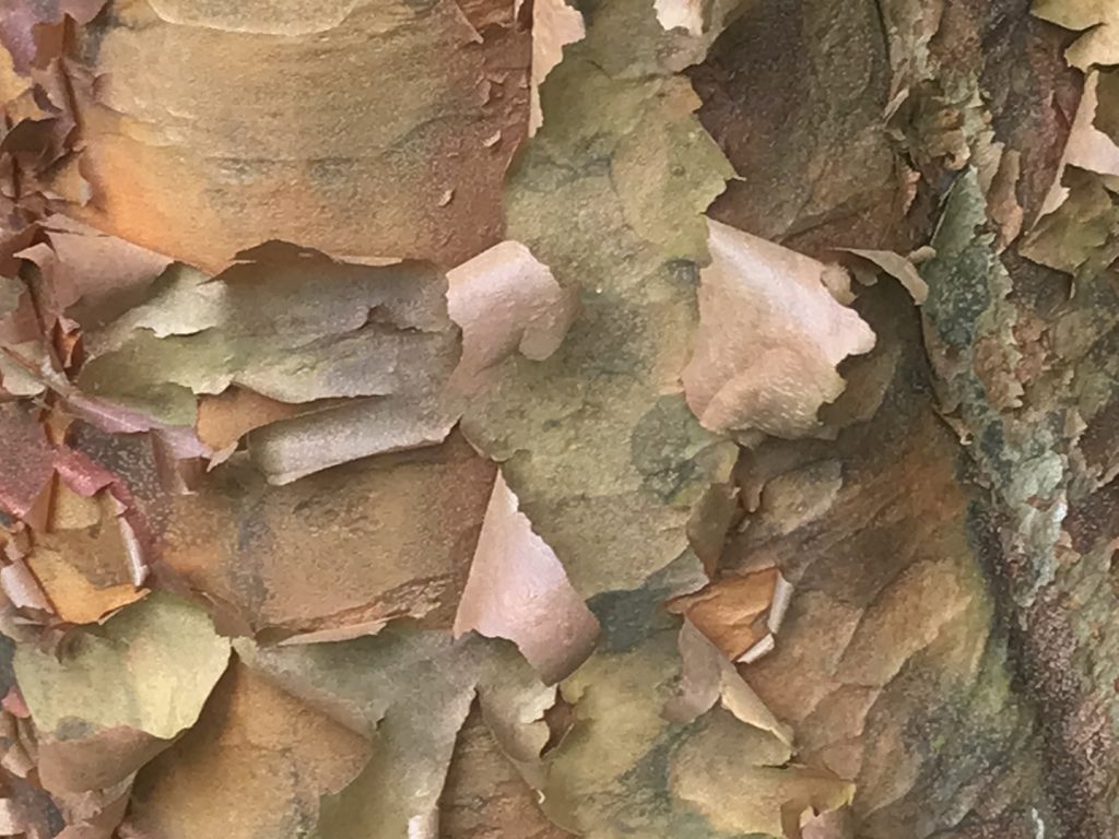 Paperbark tree trunk
